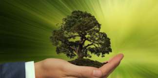 sostenibilità green verde crescita