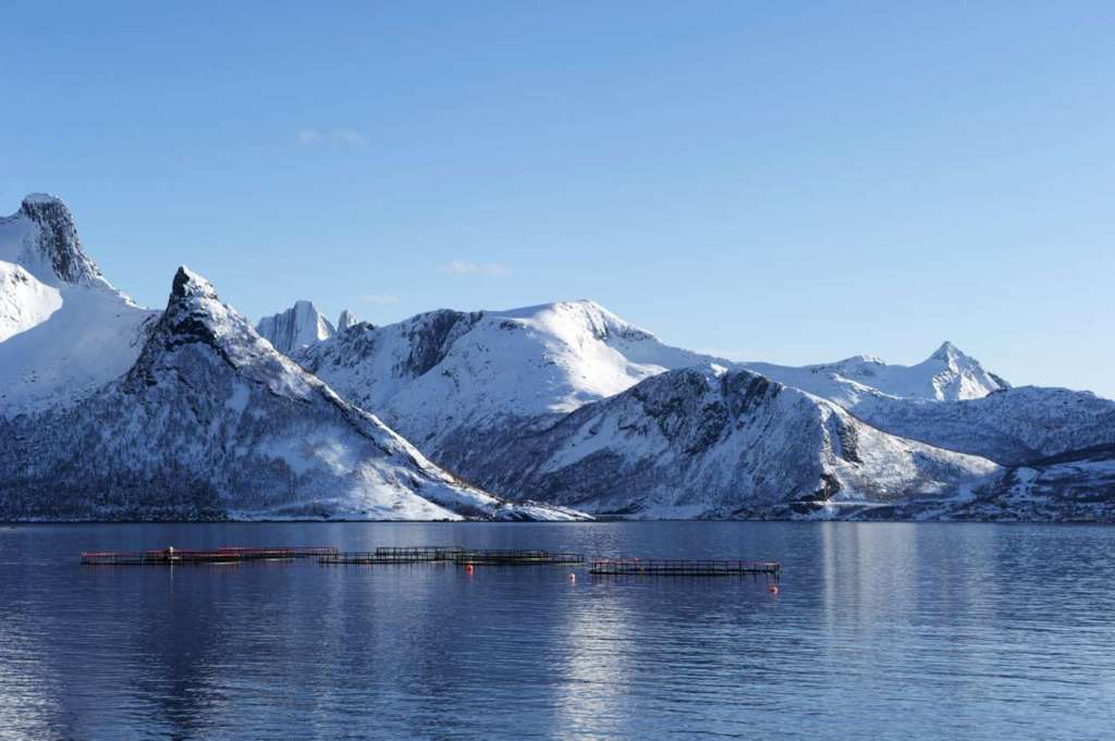 Norvegian Seafood Council Acquacoltura norvegese ai primi posti per sostenibilità